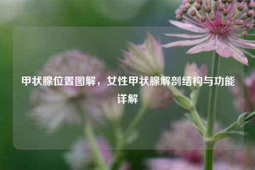 甲状腺位置图解，女性甲状腺解剖结构与功能详解
