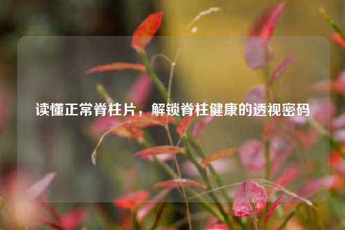 读懂正常脊柱片，解锁脊柱健康的透视密码