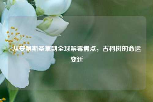 从安第斯圣草到全球禁毒焦点，古柯树的命运变迁