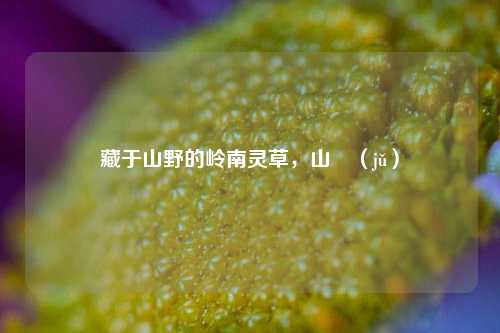 藏于山野的岭南灵草，山蒟（jǔ）